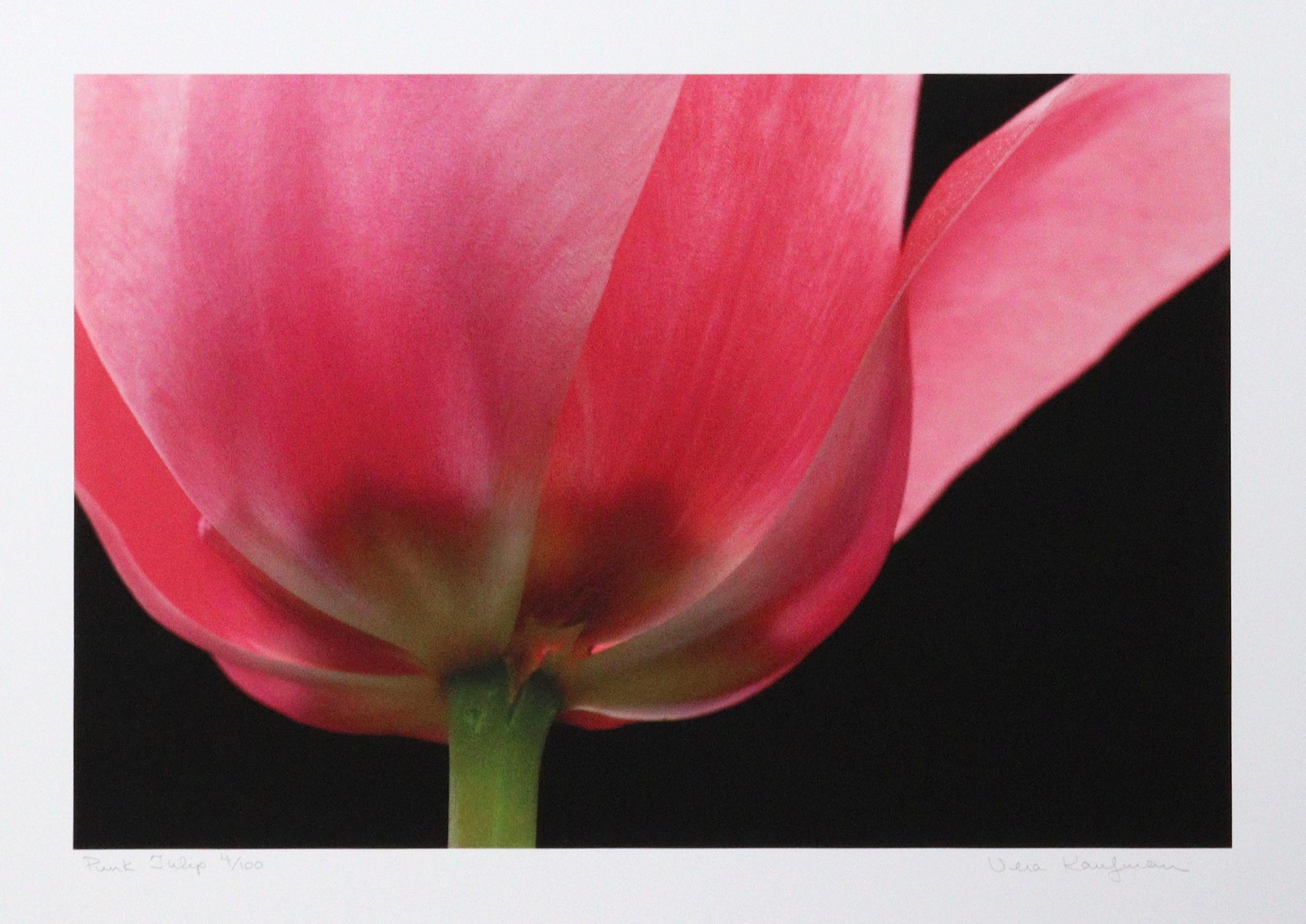 Pink Tulip