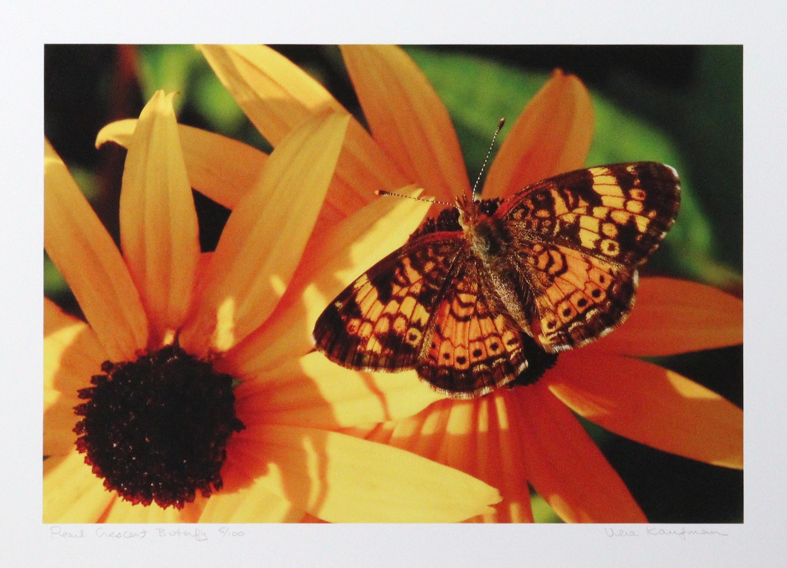 Pearl Crescent Butterfly