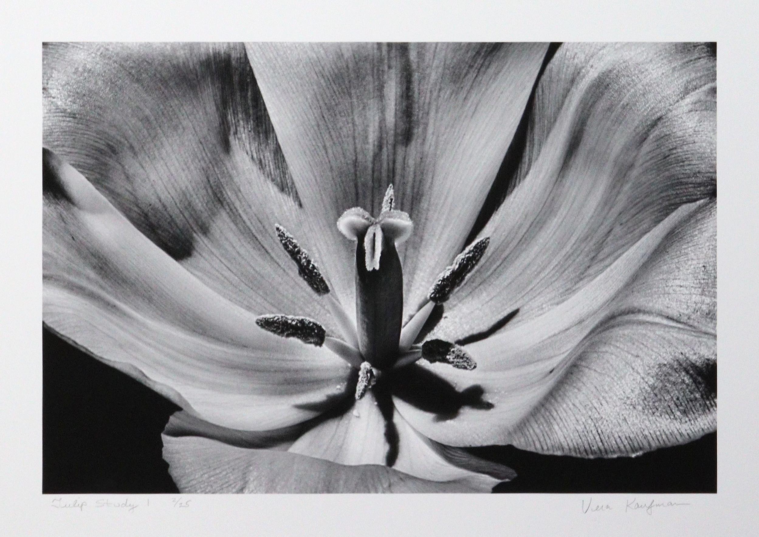 Tulip Study 1
