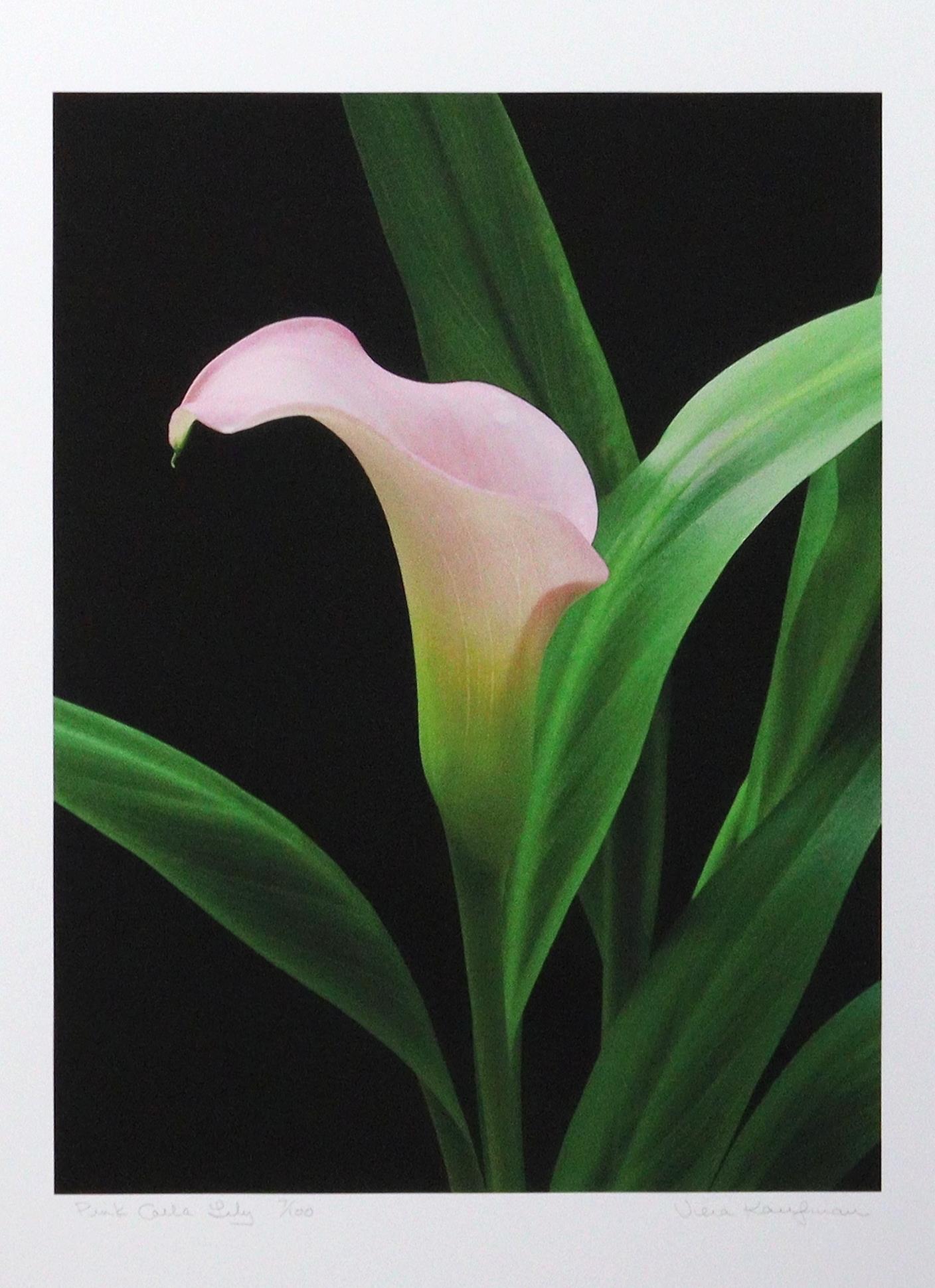 Pink Calla Lily