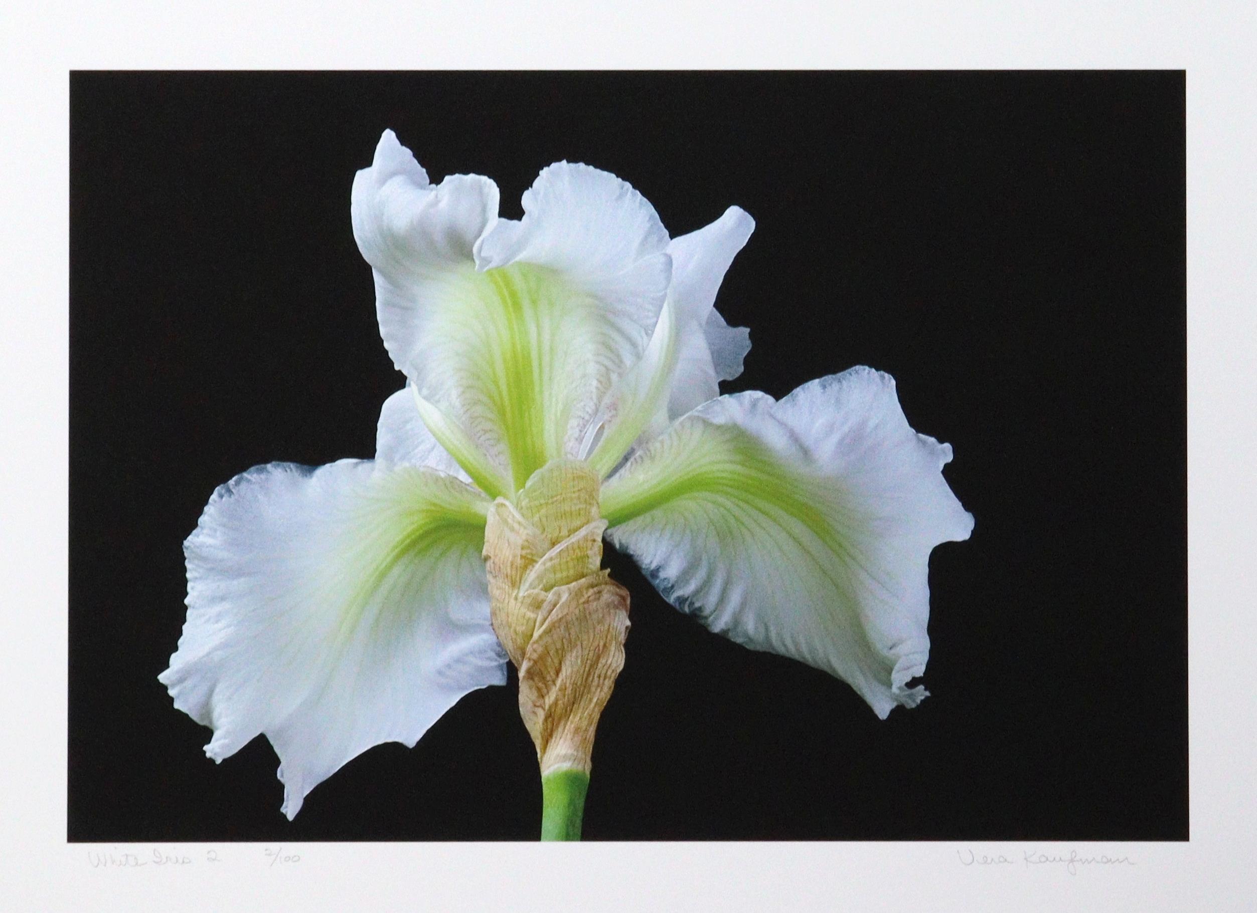 White Iris 2