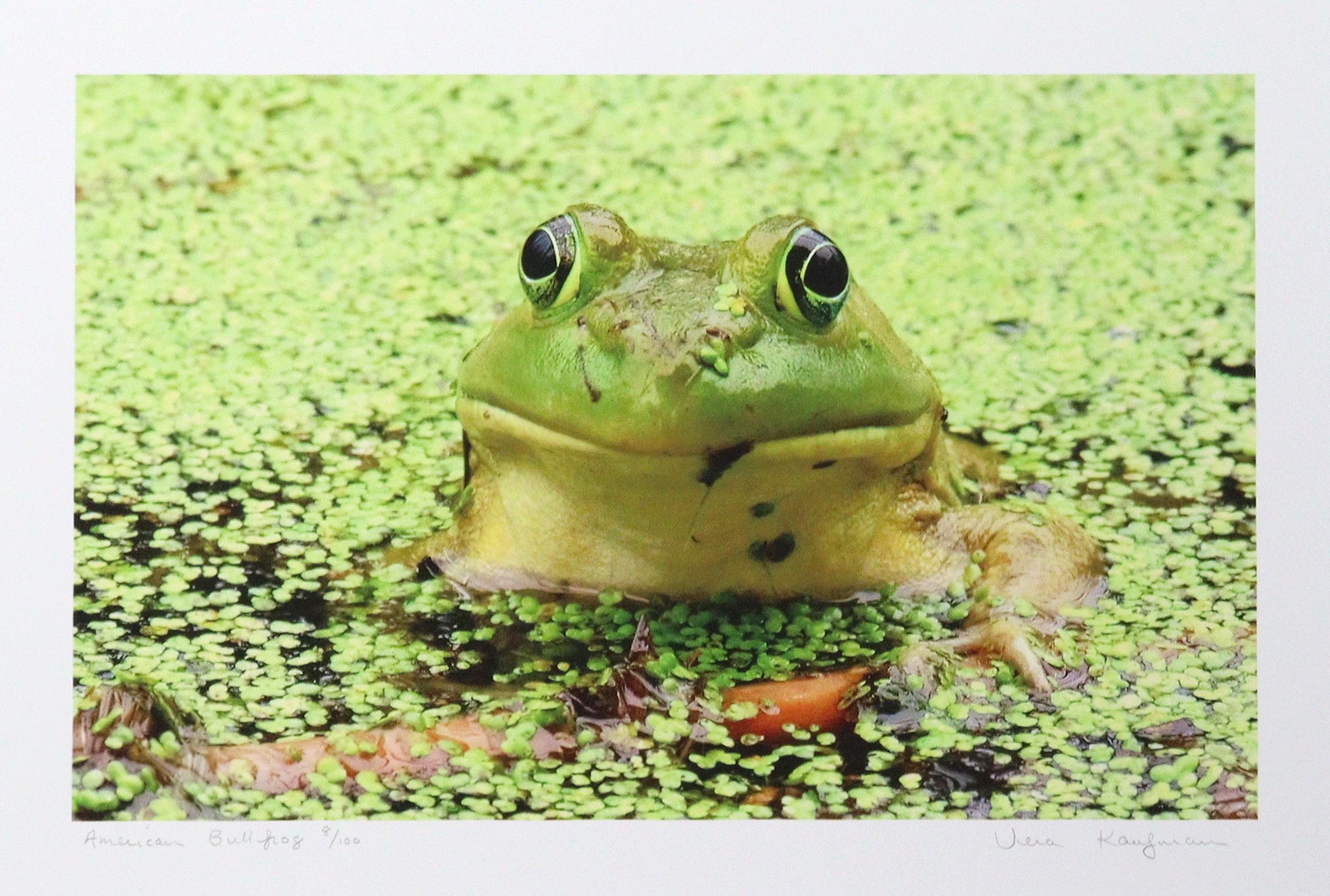 American Bullfrog