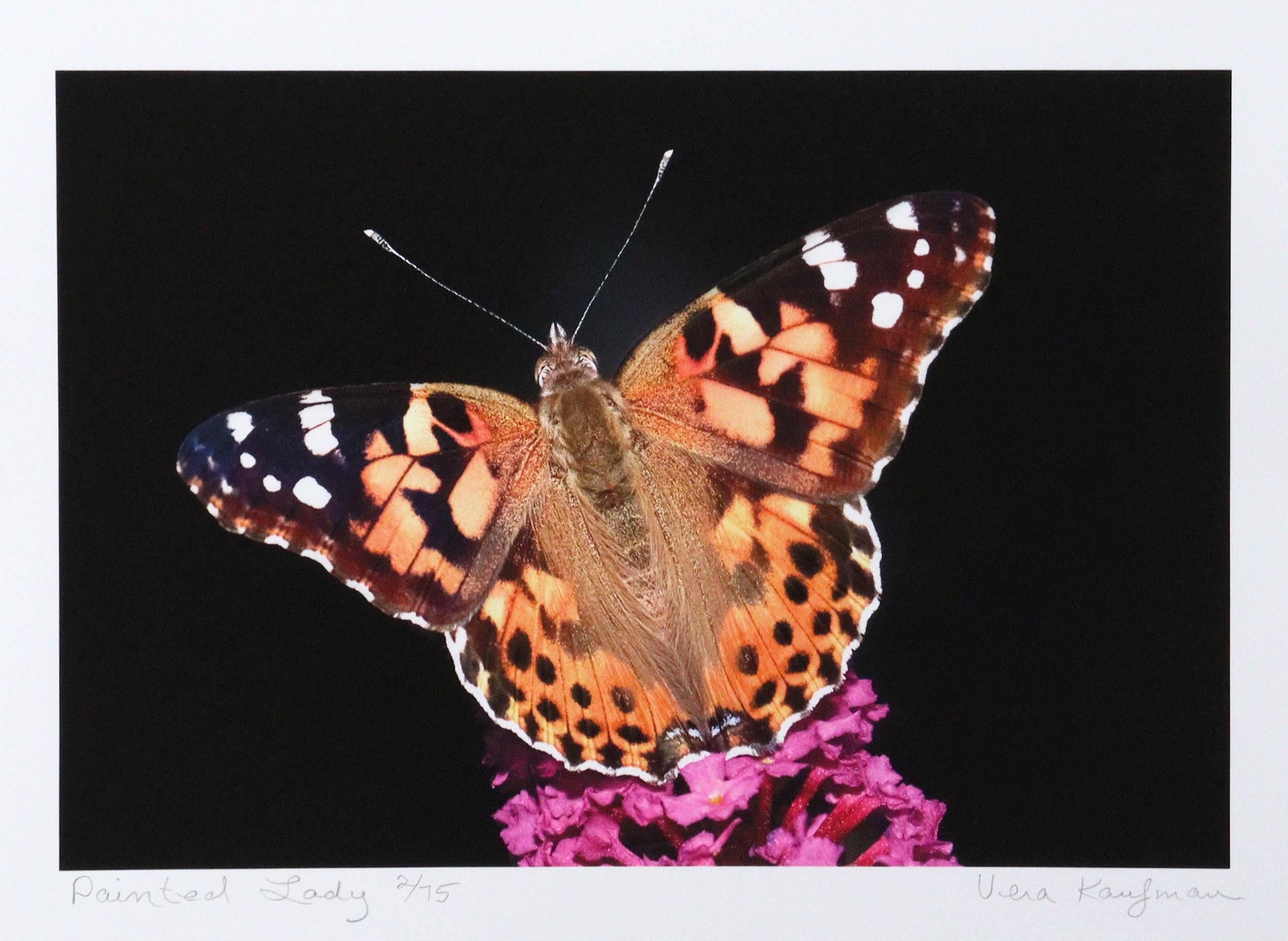 Painted Lady