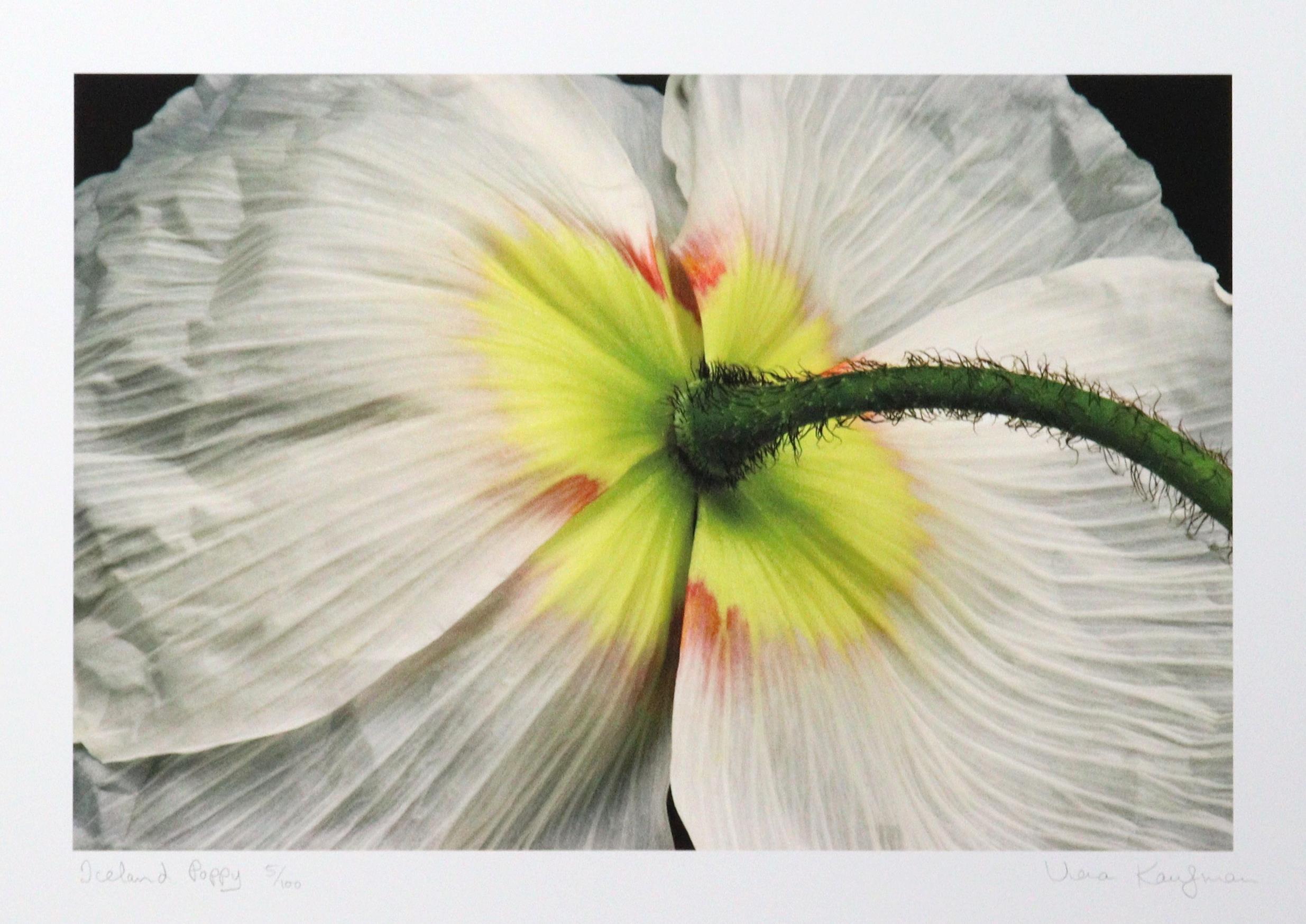 Iceland Poppy