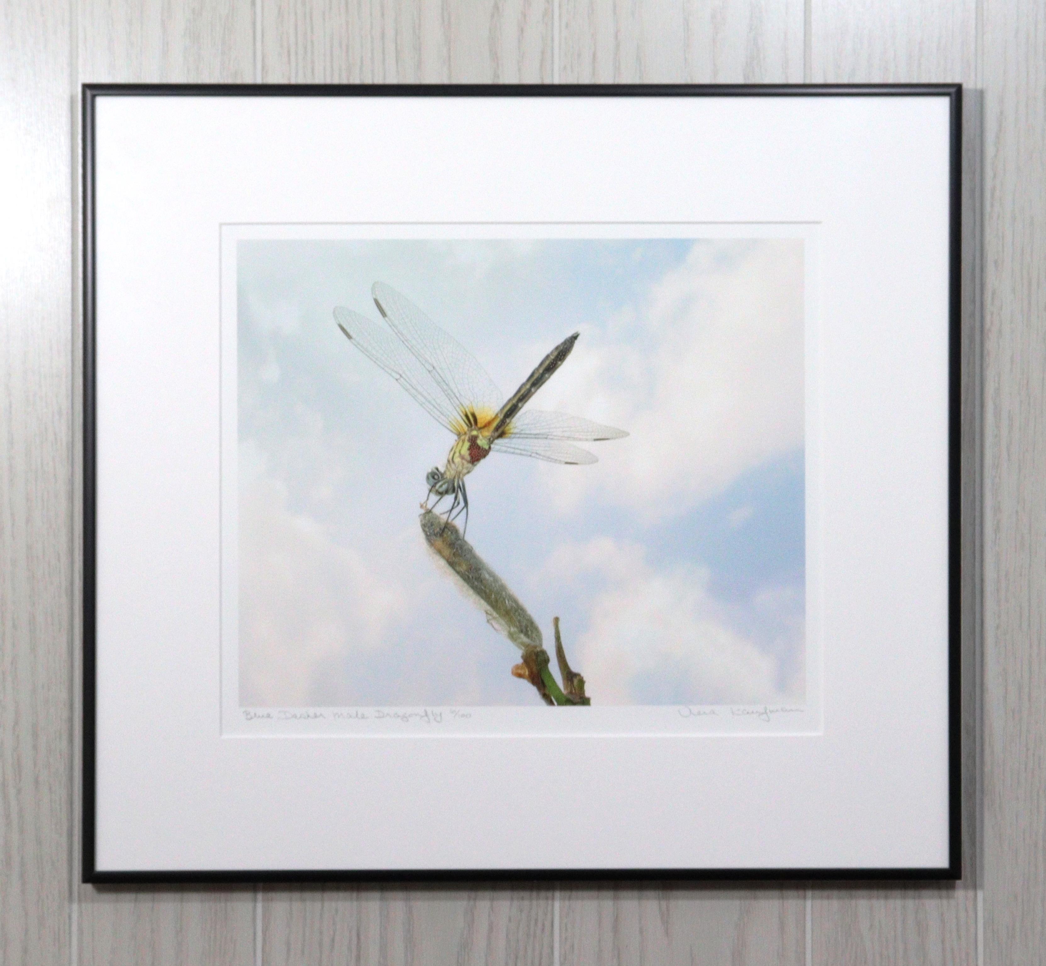 Blue Dasher Male Dragonfly