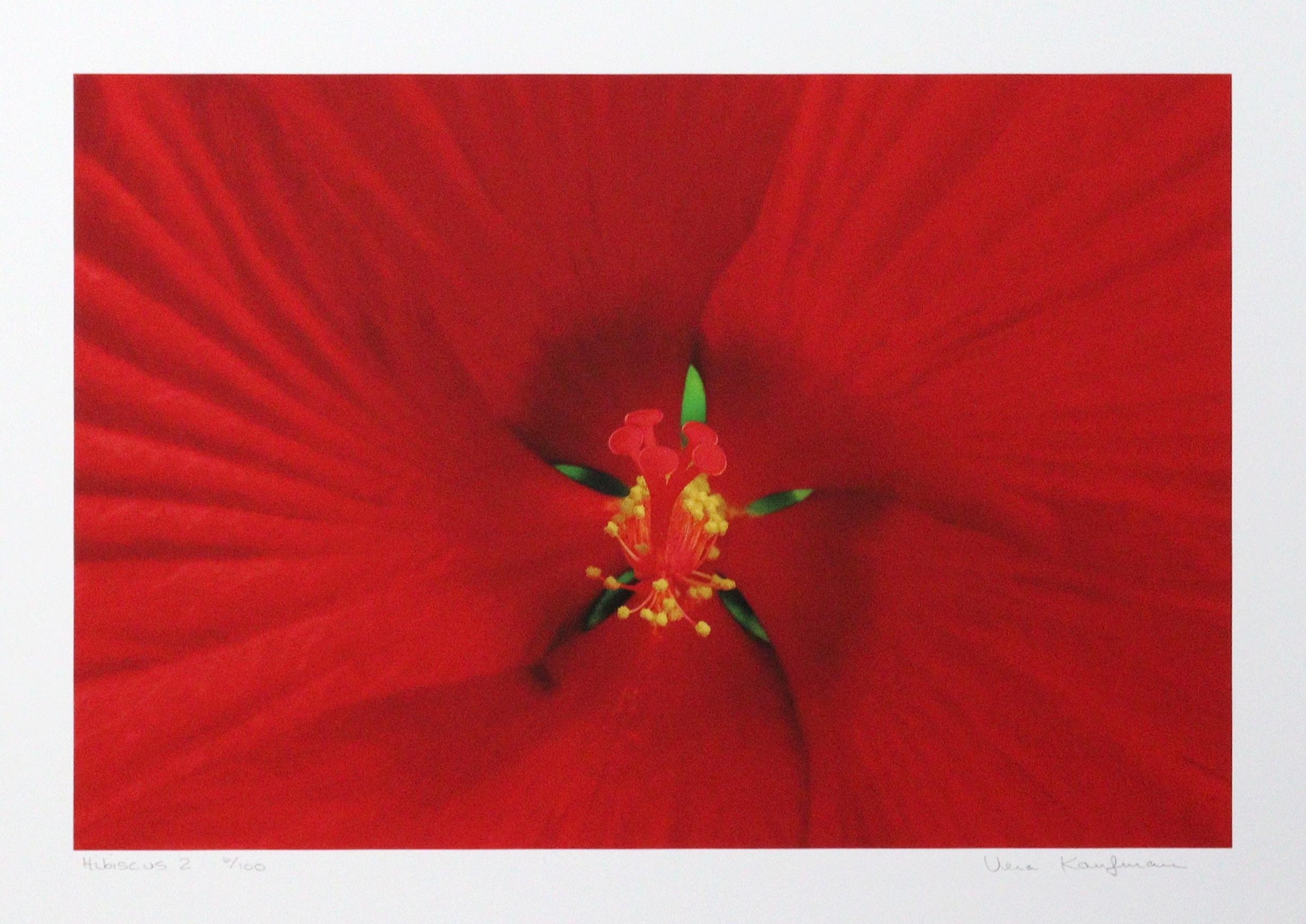 Hibiscus 2
