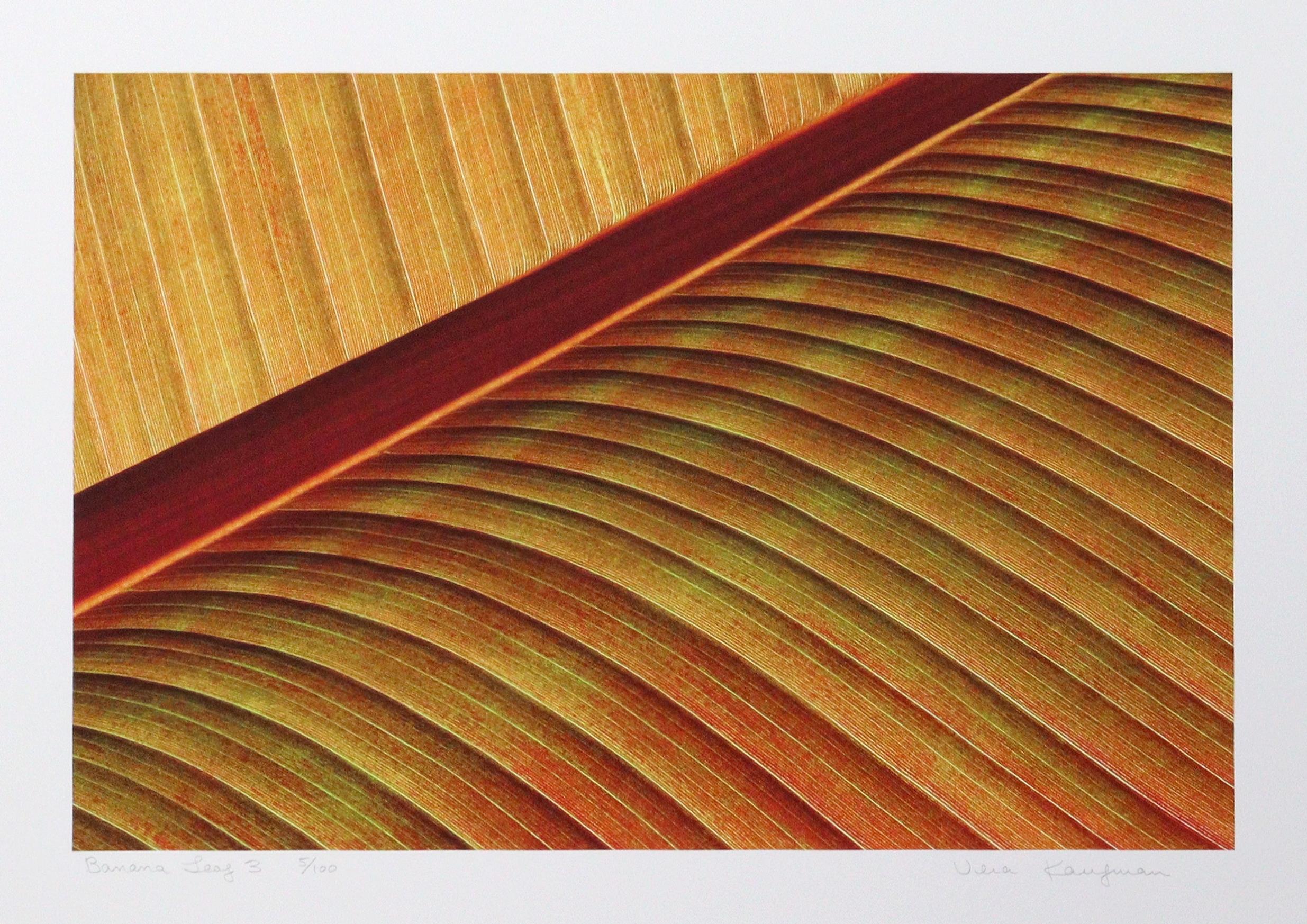 Banana Leaf 3