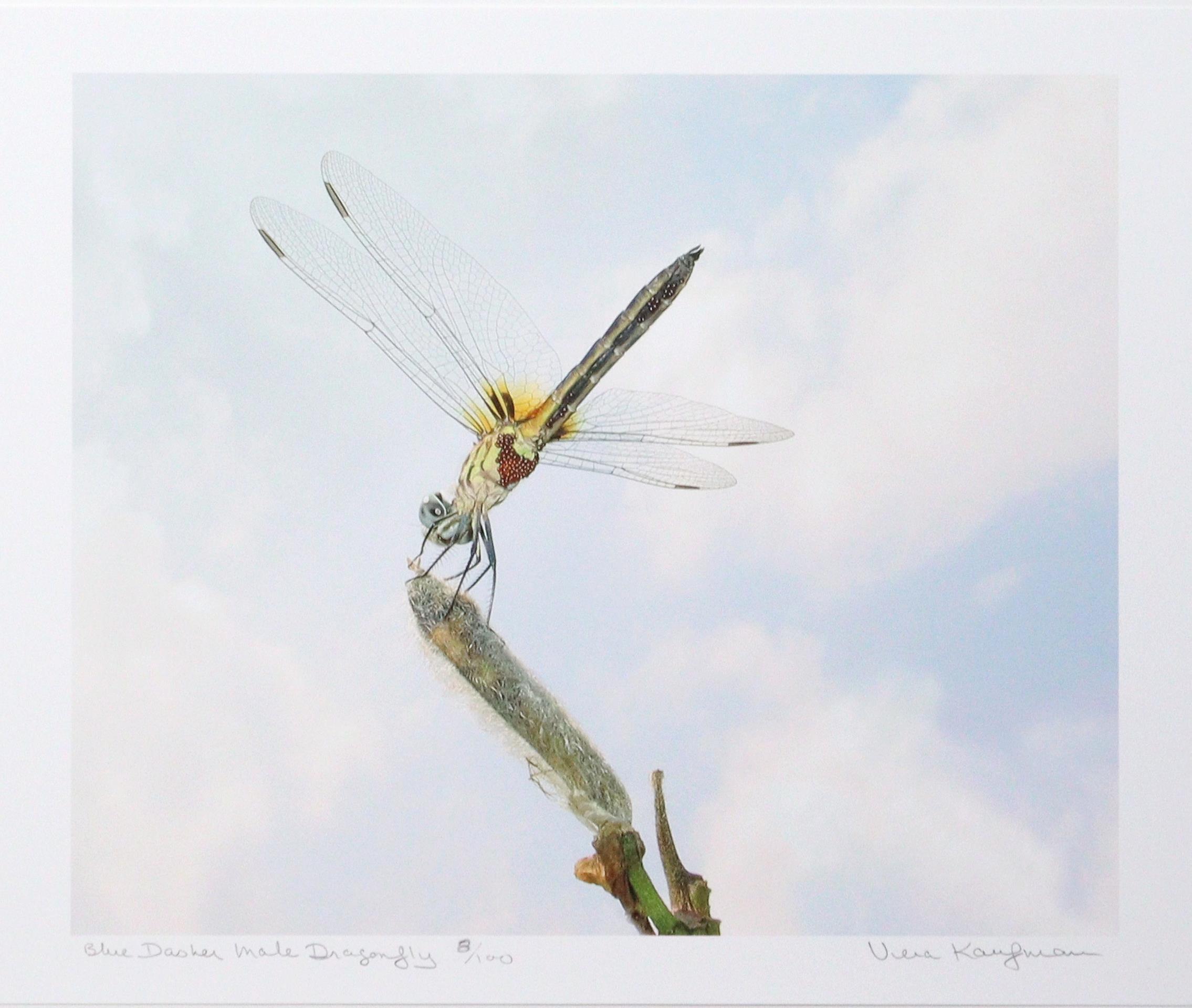 Blue Dasher Male Dragonfly