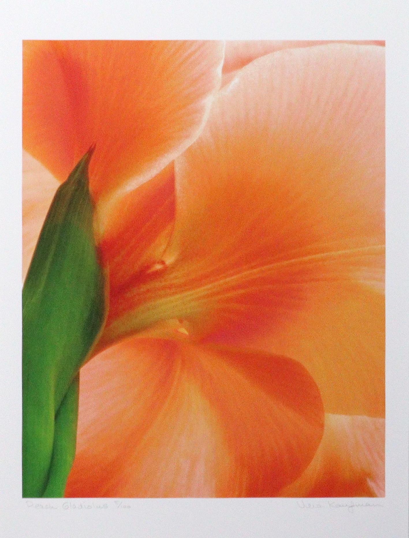 Peach Gladiolus