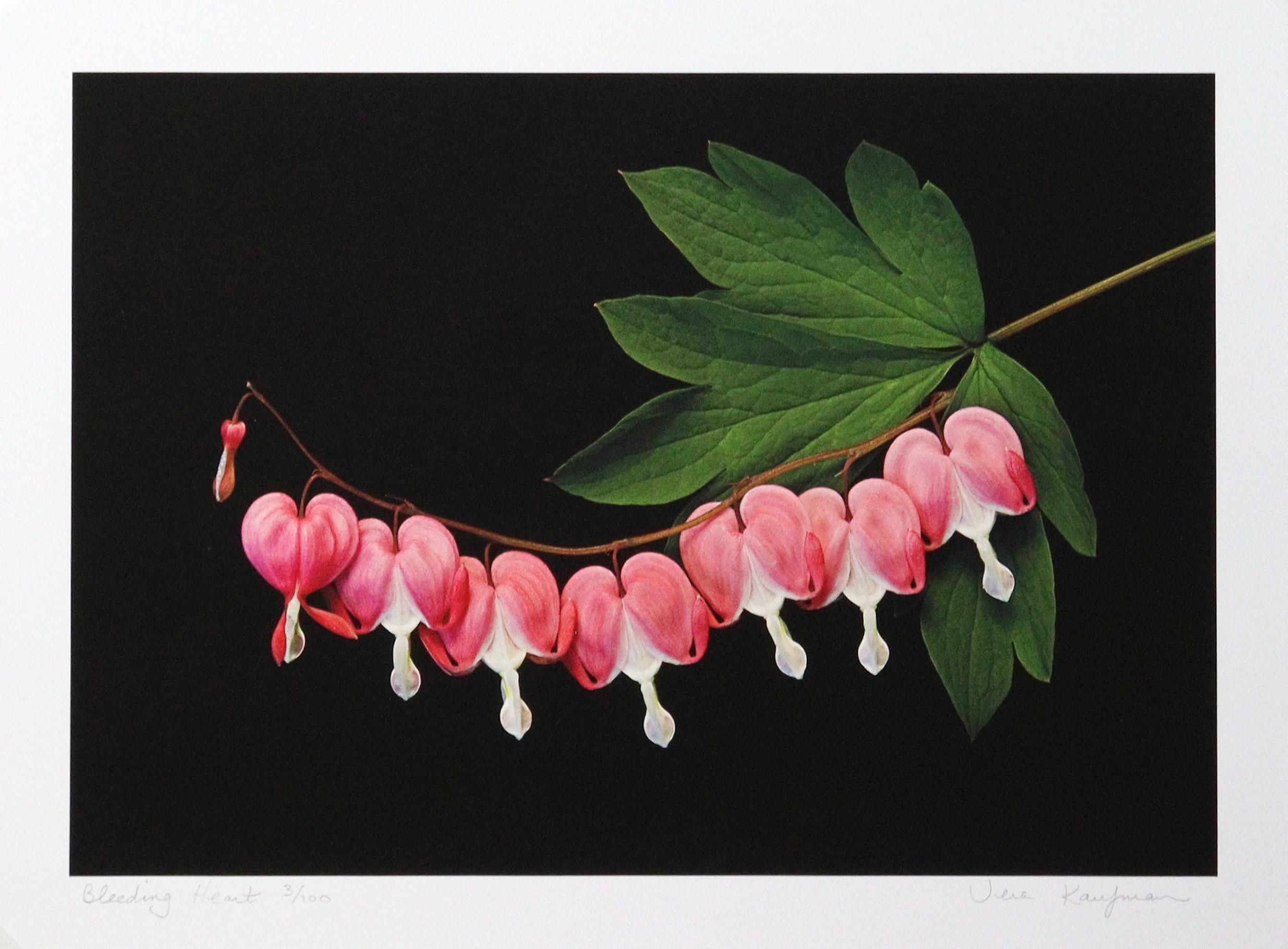 Bleeding Heart