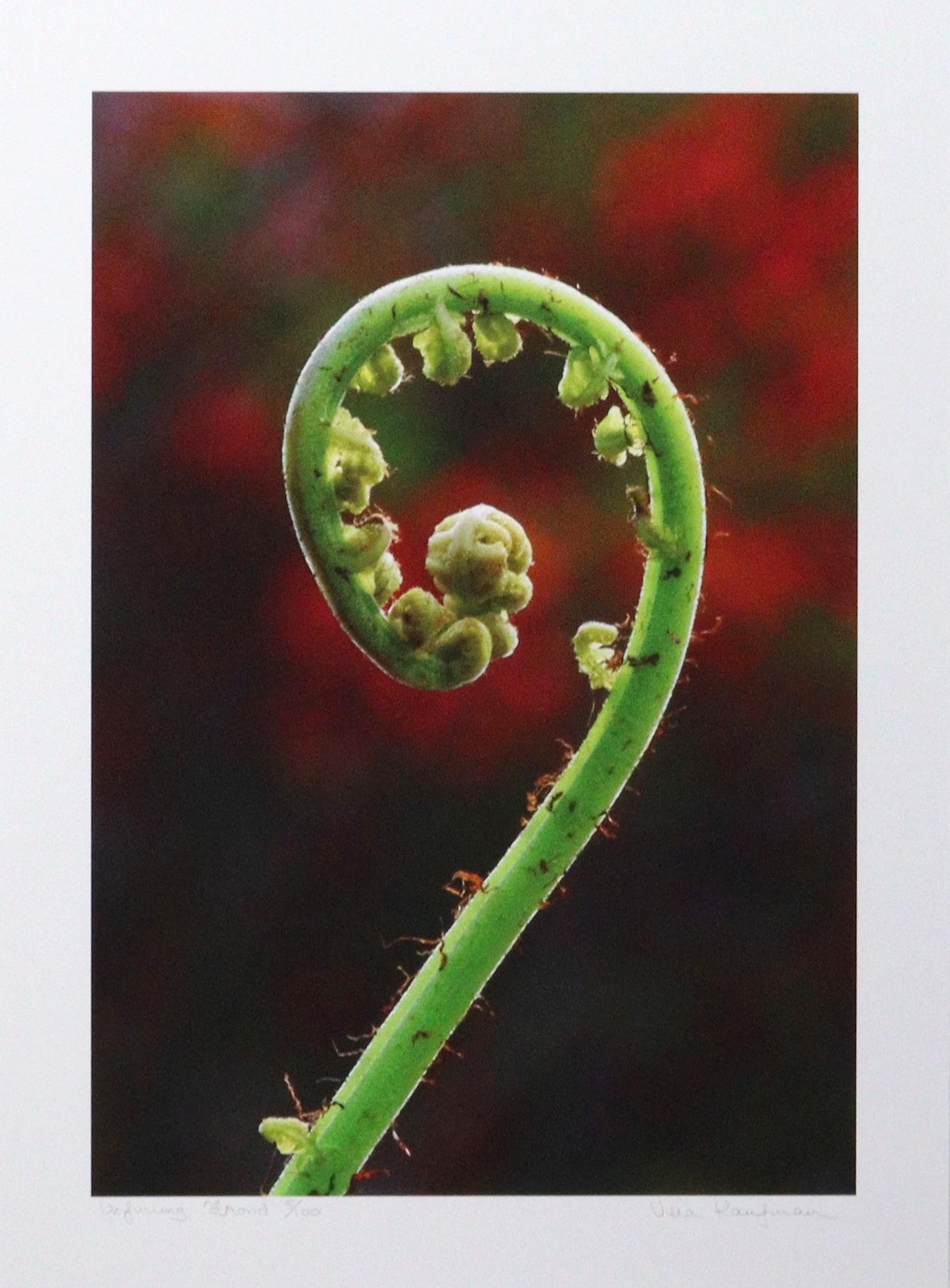Unfurling Frond
