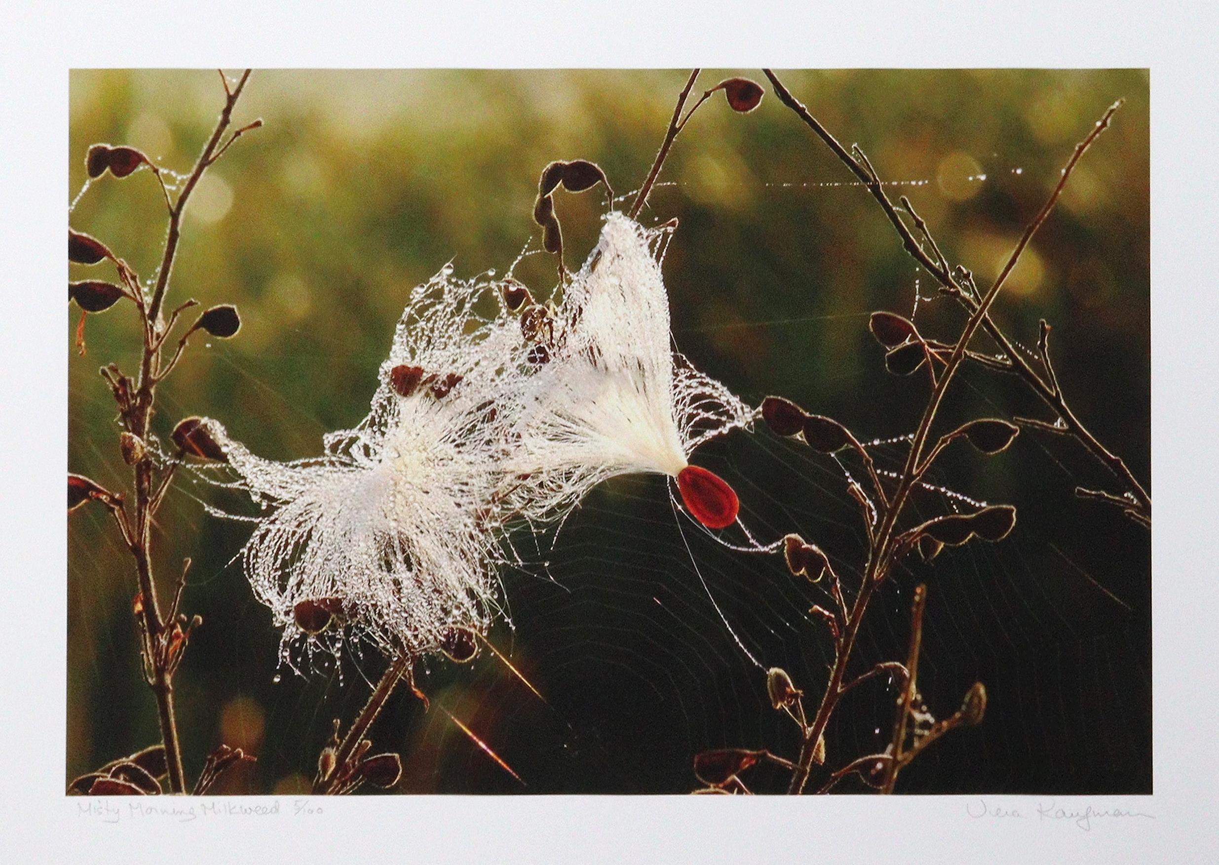 Misty Morning Milkweed
