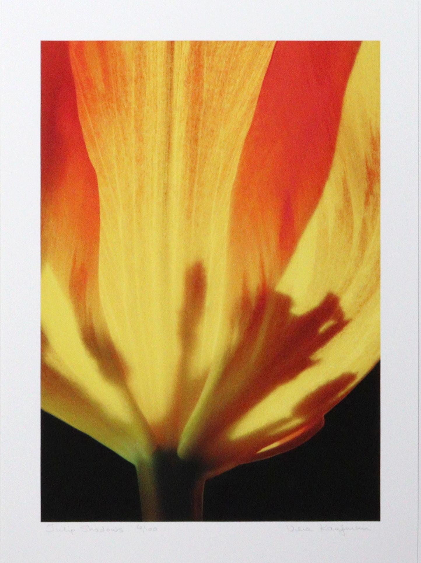 Tulip Shadows