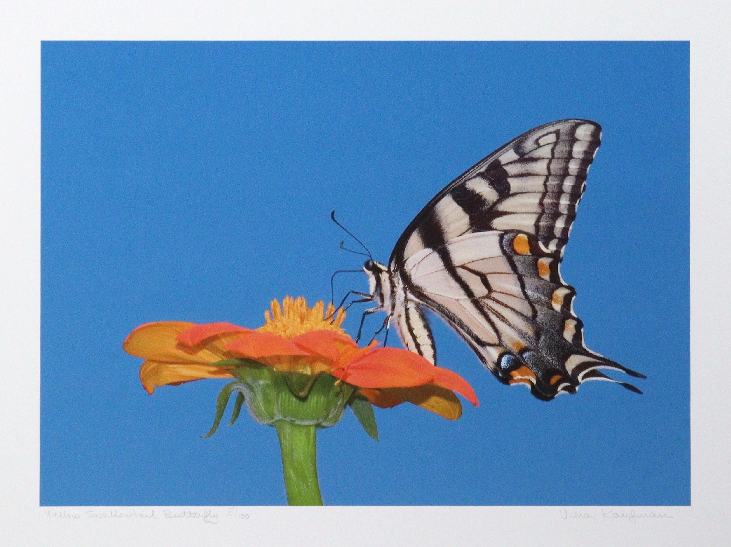 Yellow Swallowtail Butterfly
