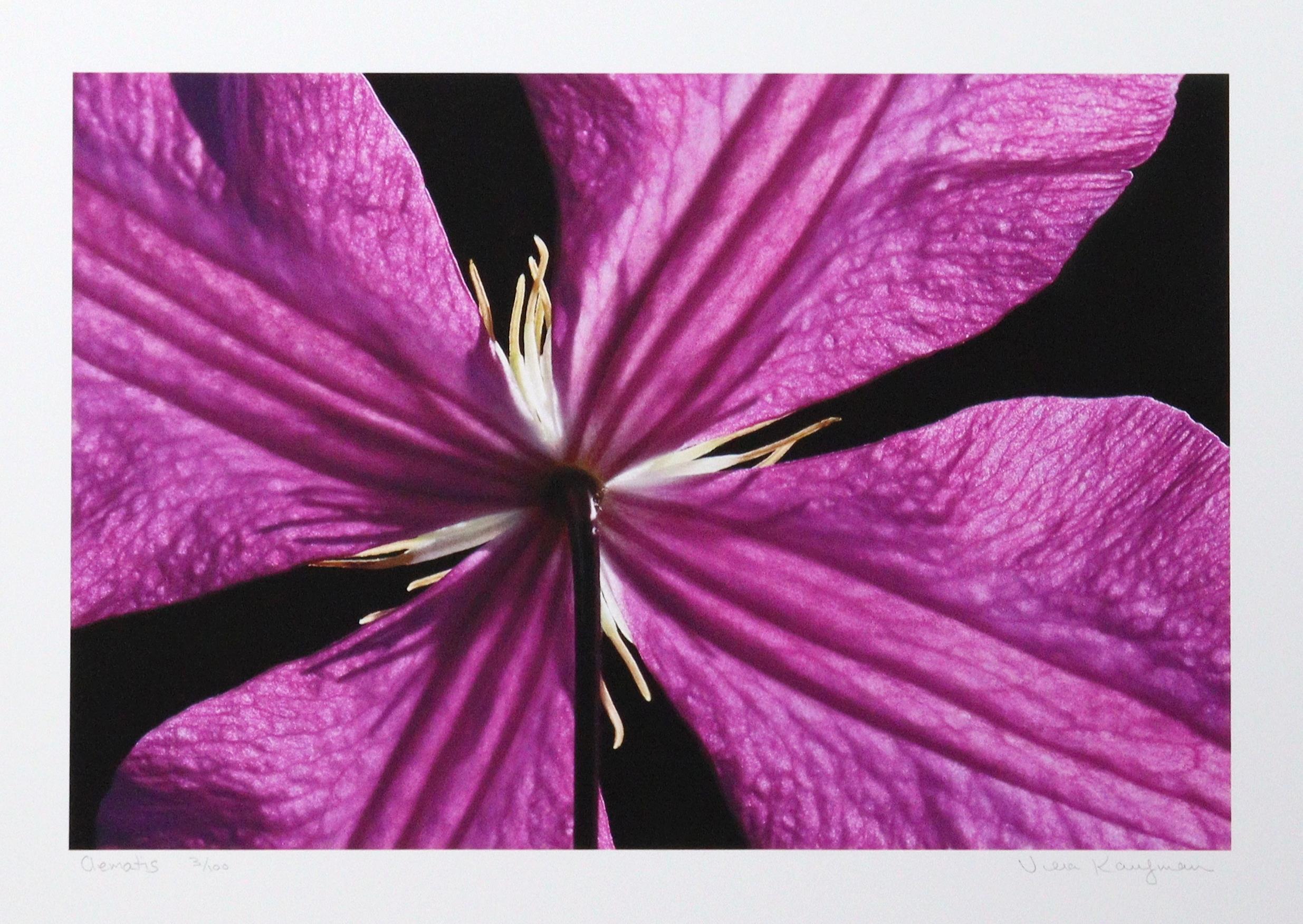 Clematis