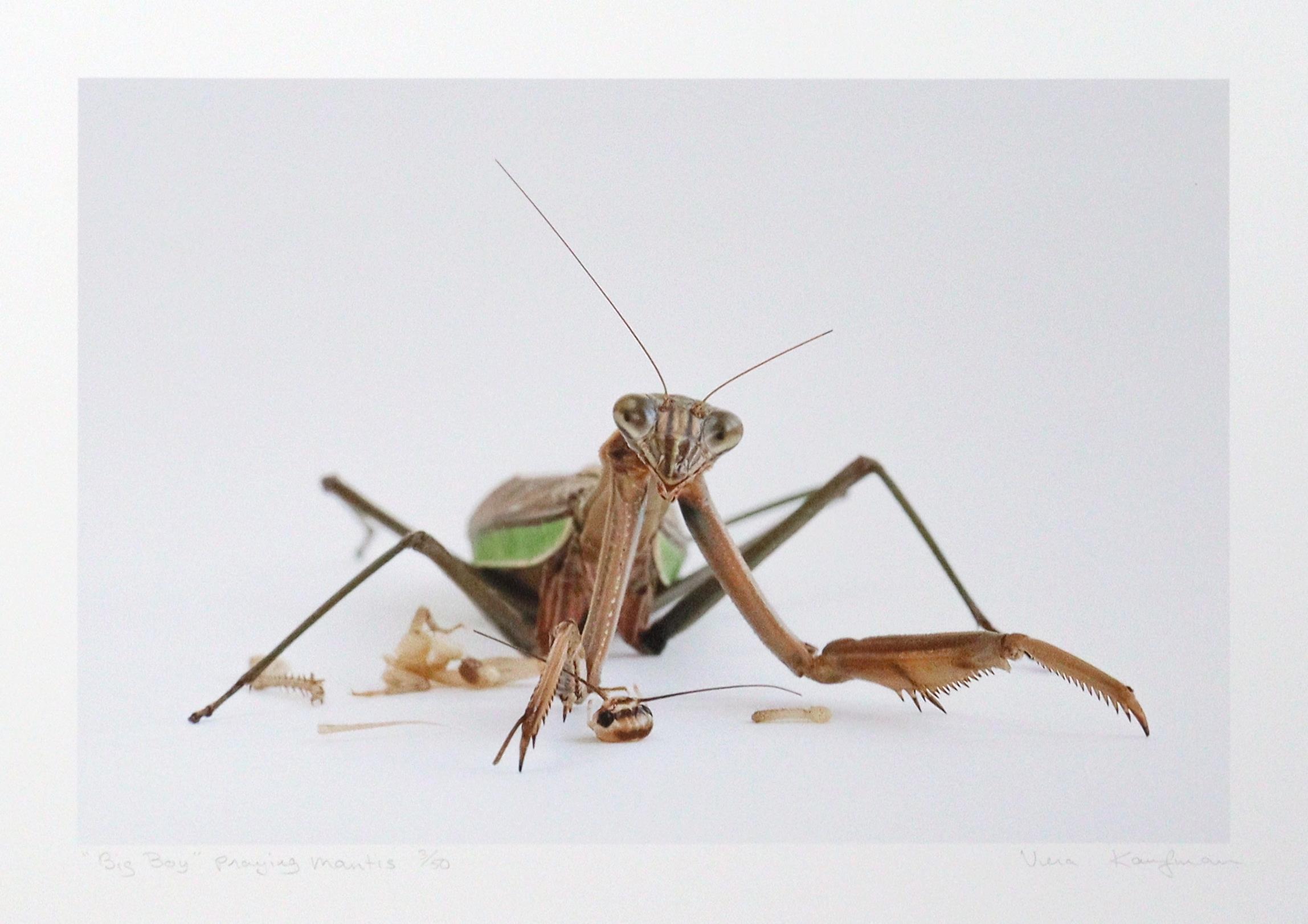 "Big Boy" Praying Mantis