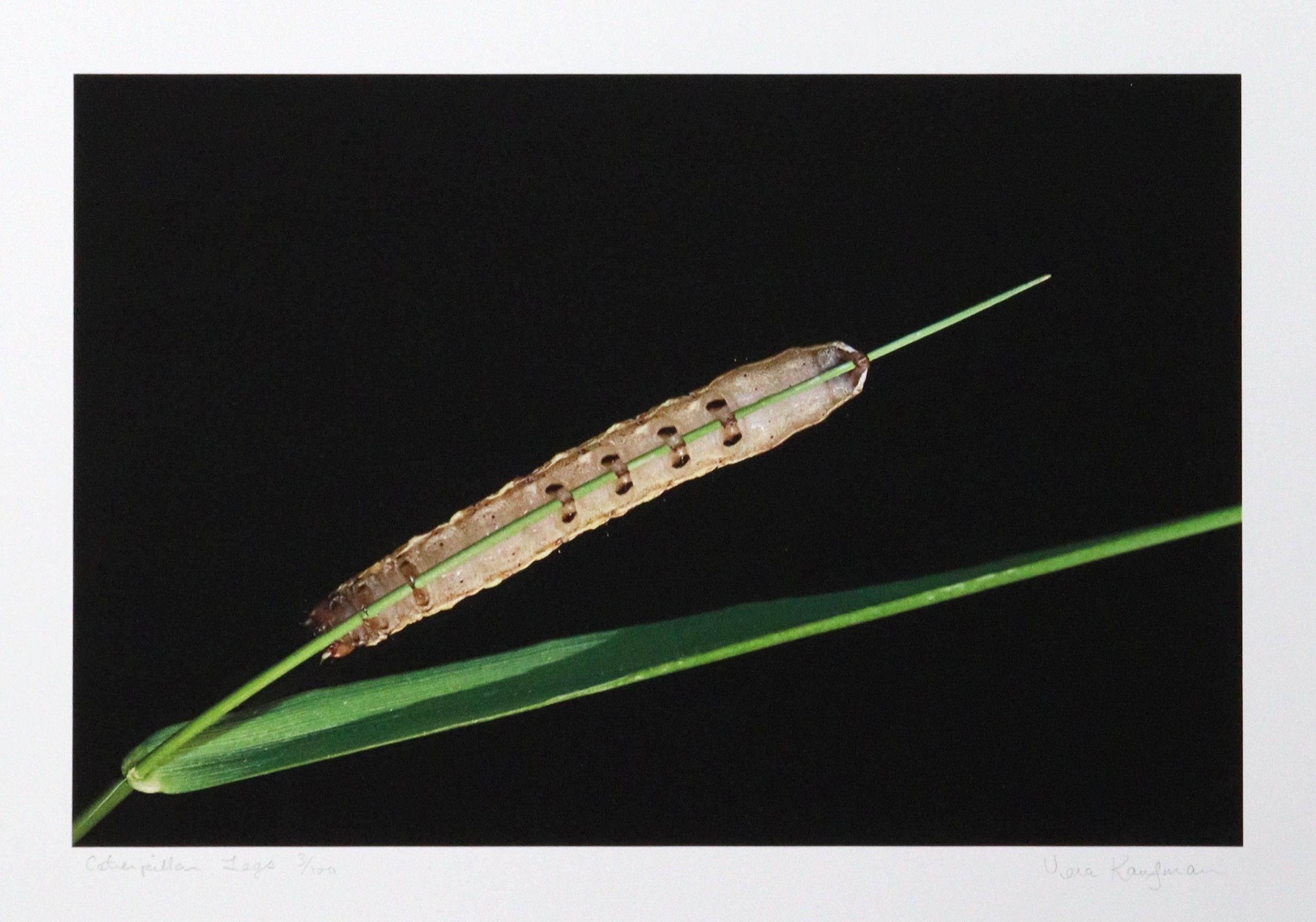 Caterpillar Legs