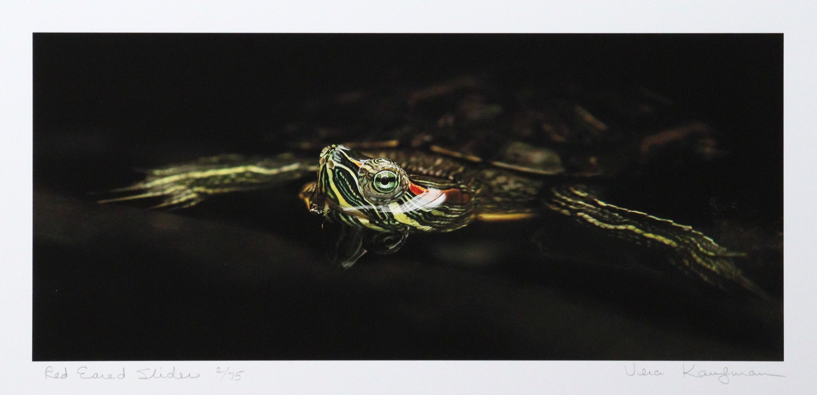 Red Eared Slider